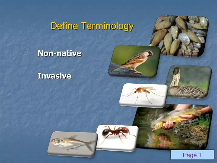 invasive plants essay invasive plants essay