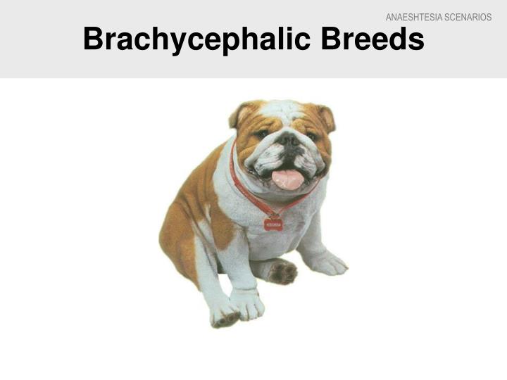 brachycephalic breeds ppt prepare and monitor anaesthesia in animals powerpoint presentation id 1044199 brachycephalic breeds ppt prepare and monitor anaesthesia in animals powerpoint presentation id 1044199