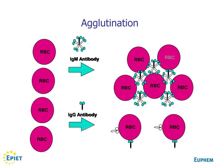 PPT Applied Immunology PowerPoint Presentation ID1101966