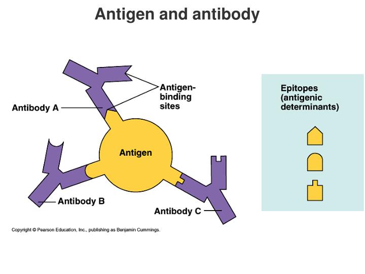 Antigen Define Biochemistry at Sammy Place blog