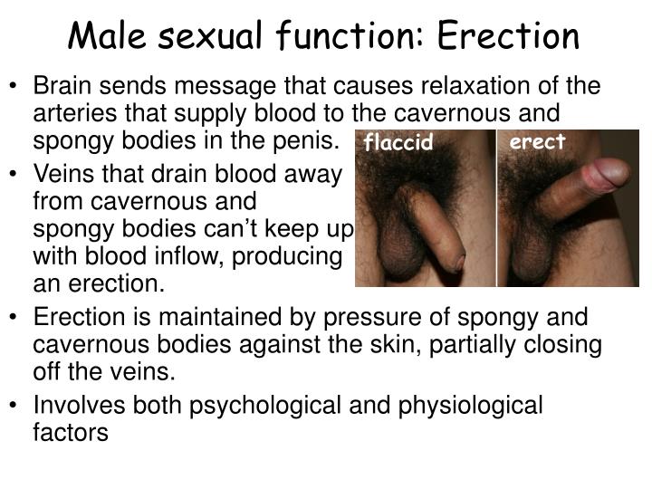 i cant keep an erection during sex i cant keep an erection during sex