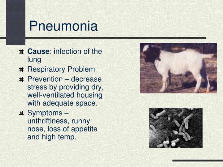 Ppt Common Goat Diseases Signs Prevention And Treatment Powerpoint