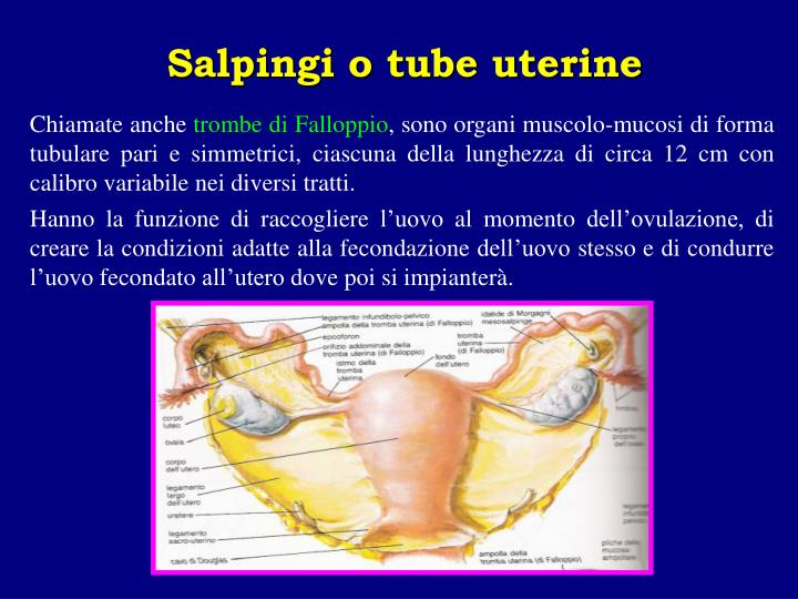 Ppt Anatomia Dellapparato Genitale Femminile Powerpoint Presentation Id1126180 4950