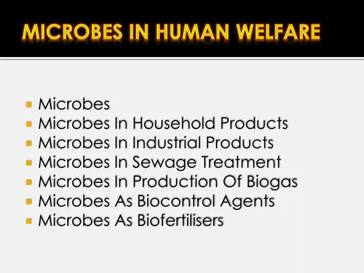 microbes and human life Microbes in the human body according to a recent national institutes of health as a part of their natural life cycle, bacteria can transform into a variety of forms. microbes and human life Microbes in the human body according to a recent national institutes of health as a part of their natural life cycle, bacteria can transform into a variety of forms.