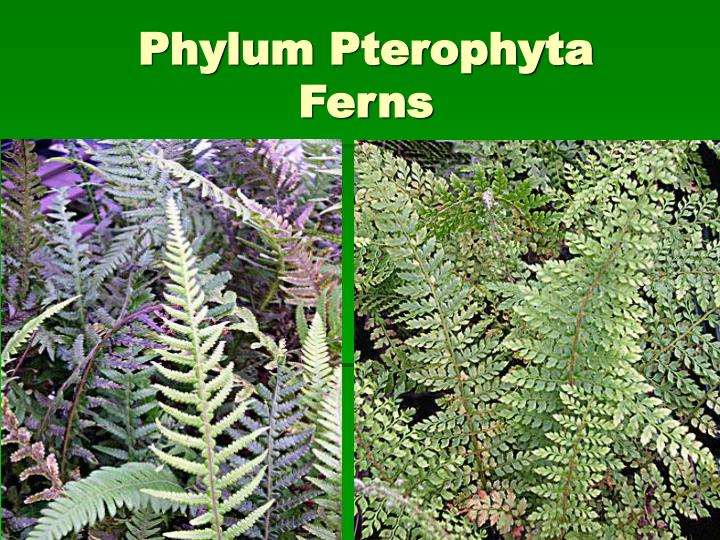 ppt seedless vascular plants powerpoint presentation id 1131093 ppt seedless vascular plants powerpoint presentation id 1131093