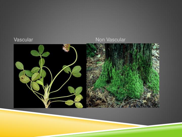 PPT What are the differences between Vascular and non