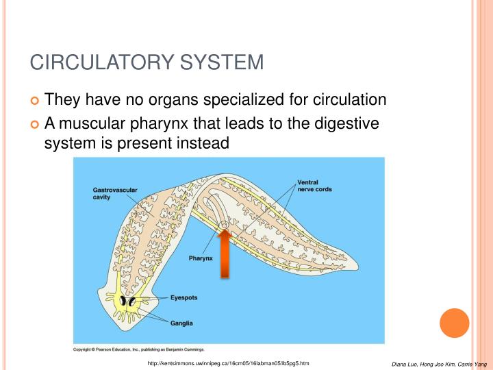 PPT - PHYLUM PLAT Y HELMINTHES (“FLAT WORMS !”) PowerPoint Presentation