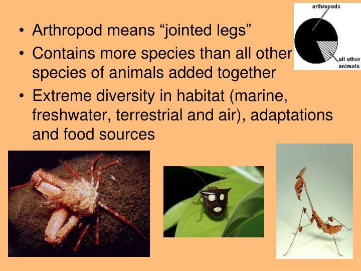 PPT - Phylum Arthro poda “joint” “foot” PowerPoint Presentation - ID