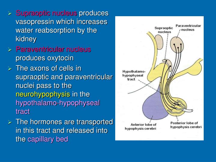 Ppt Subthalamus Hypothalamus Powerpoint Presentation Id