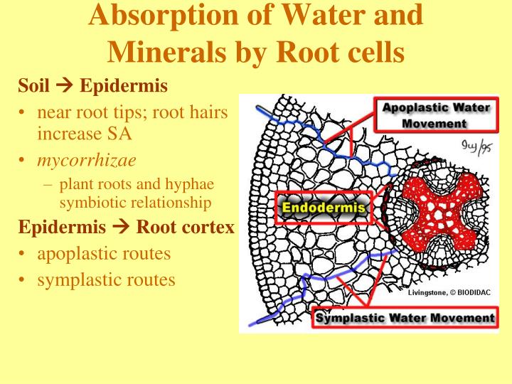 PPT Resource Acquisition and Transport in Vascular