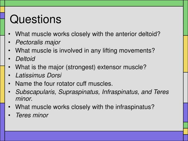 PPT - A Review of the Shoulder Muscles and Their Actions PowerPoint