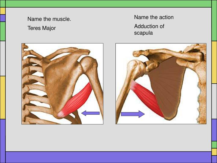 PPT - A Review of the Shoulder Muscles and Their Actions PowerPoint