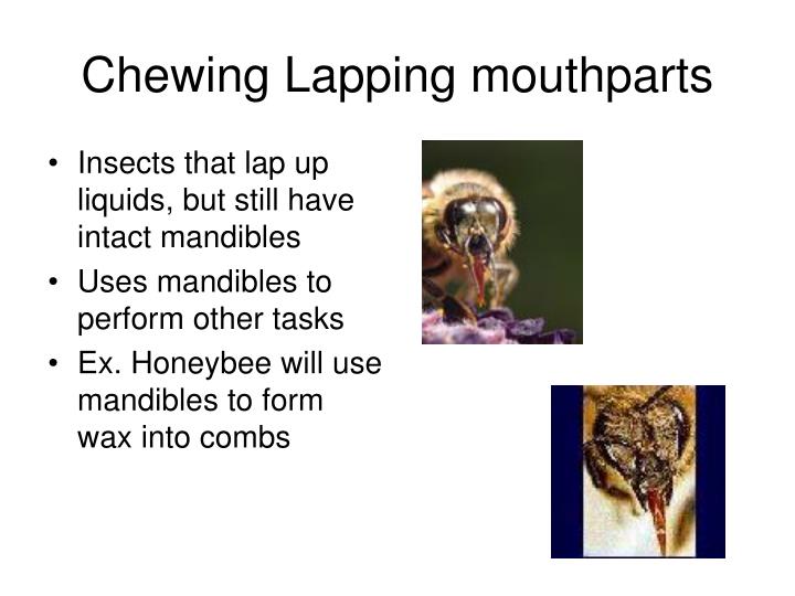 ppt-insect-mouthparts-powerpoint-presentation-id-1193477