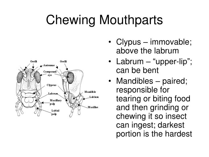 PPT Insect Mouthparts PowerPoint Presentation ID 1193477 ppt-insect-mouthparts-powerpoint-presentation-id-1193477