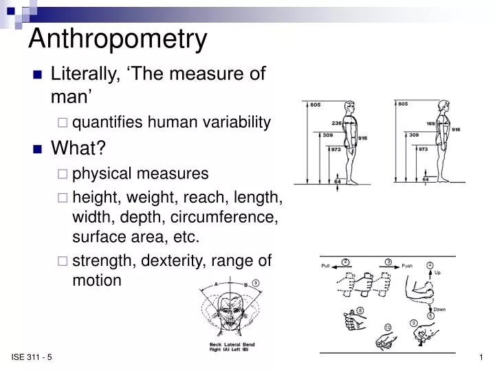 PPT - Anthropometry PowerPoint Presentation - ID:1194249
