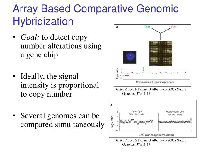 PPT Comparative Genomic Hybridization (CGH) PowerPoint Presentation
