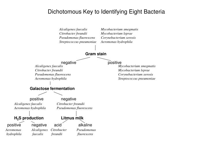 dichotomous key microbiology unknown bacteria