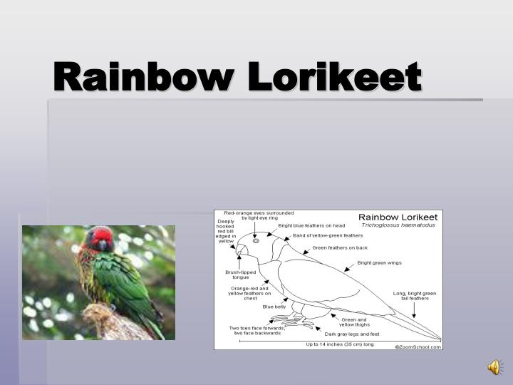 rainbow lorikeet presentation The rainbow lorikeet has green,orange,midnight blue,dull blue,ruby red,lemon the rainbow lorikeet mainly goes in the forest – a free powerpoint ppt. rainbow lorikeet presentation The rainbow lorikeet has green,orange,midnight blue,dull blue,ruby red,lemon the rainbow lorikeet mainly goes in the forest – a free powerpoint ppt.
