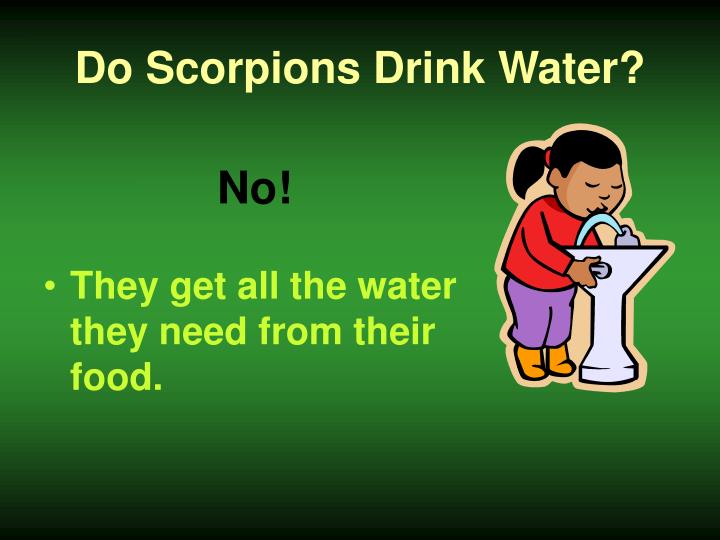 What Do Scorpions Eat And Drink What Do Scorpions Eat And Drink