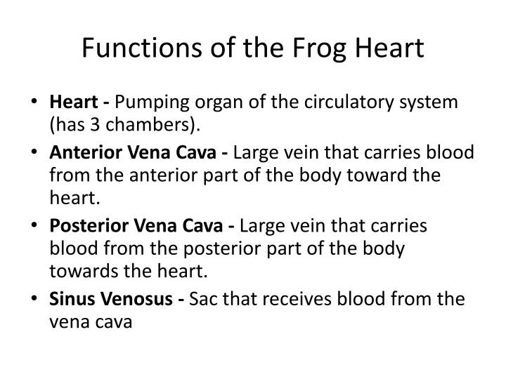 PPT - Frog Body Parts and Functions PowerPoint Presentation - ID:1266919