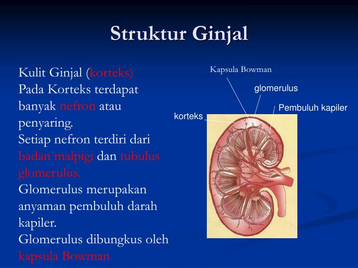 Anatomi dan fisiologi kulit - SlideShare