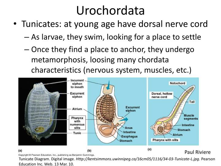 PPT - Chordata: Urochordata and Cephalochordata PowerPoint Presentation