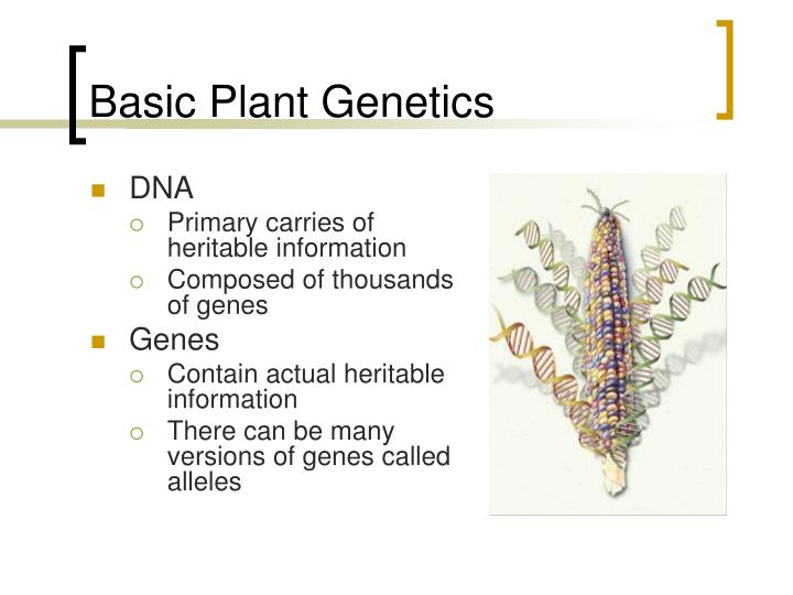 PPT Introduction to Maize Breeding PowerPoint