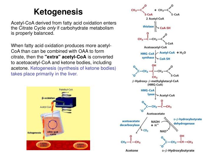 PPT - Lipid Metabolism 1: Overview Of Lipid Transport In Animals, Fatty ...