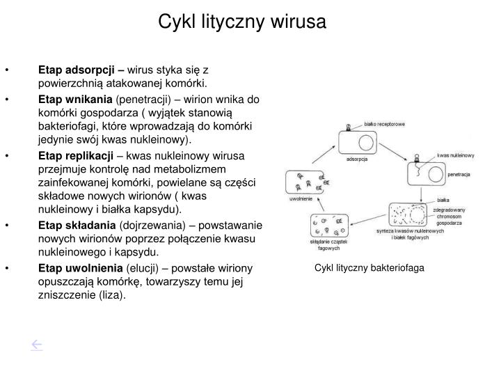 Uszereguj Rysunki Tak Aby Przedstawiały Cykl Lityczny Wirusa PPT - Wirusy PowerPoint Presentation - ID:1301141
