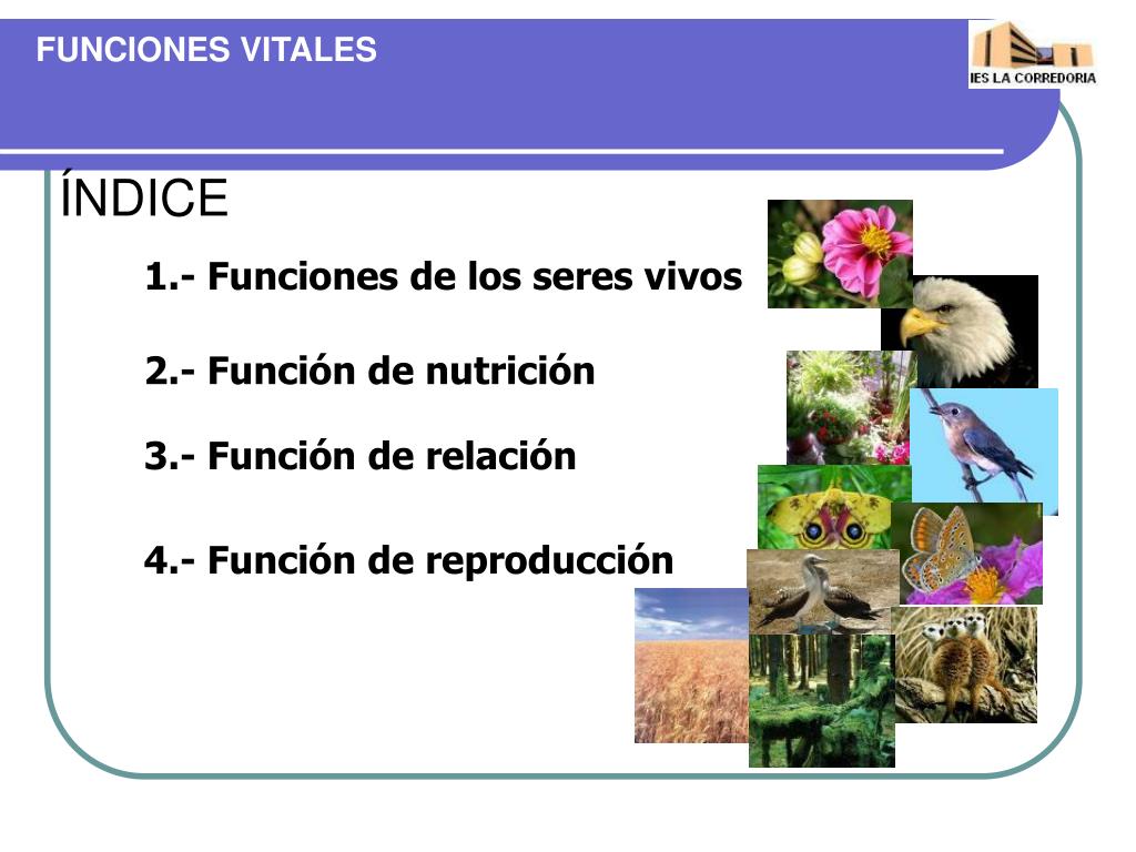 Ppt Funciones Vitales De Los Seres Vivos Powerpoint Presentation