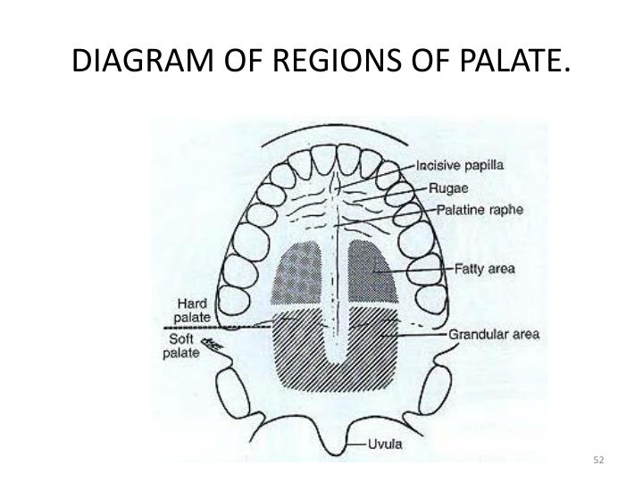 palate diagram parts of palate within parts of fiat500america palate diagram parts of palate within parts of fiat500america