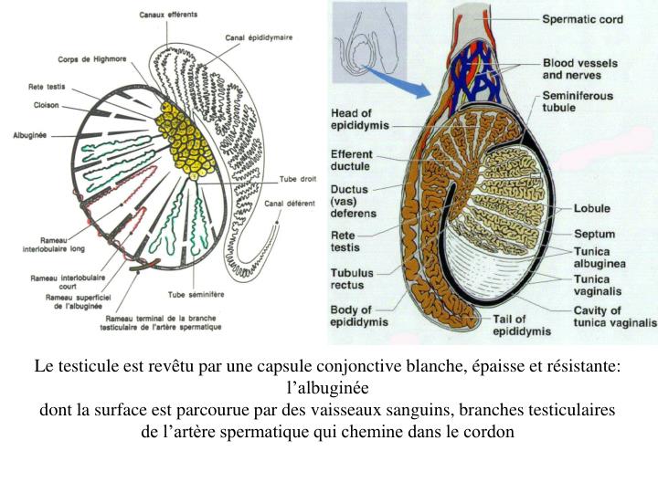 Comment Assouplir La Peau Des Testicules Comment Assouplir La Peau Des Testicules - Communauté MCMS