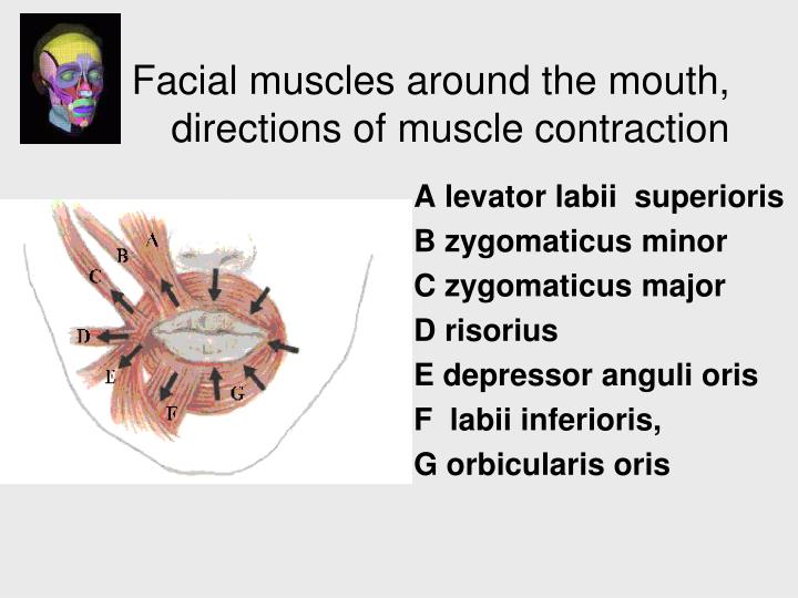 Facial Muscle Contraction 14