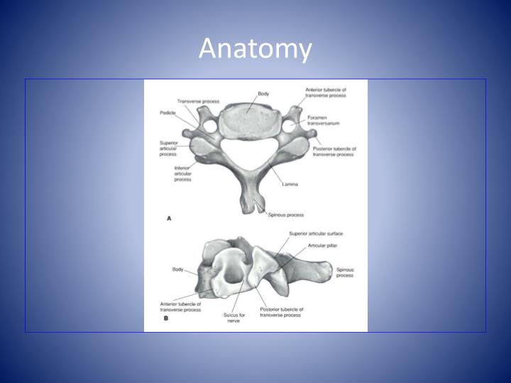 PPT - Cervical Nerve Root Impingement By: Michael Cox PowerPoint