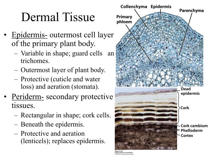 PPT Cells And Tissues Of The Plant Body PowerPoint Presentation ID 