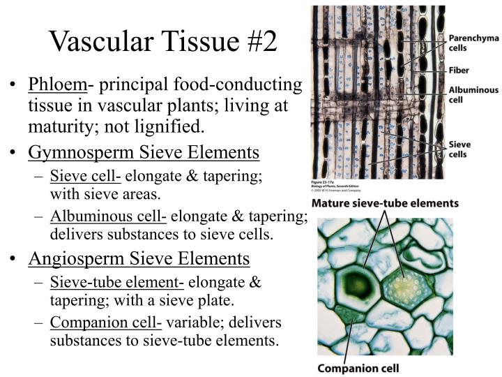 vascular tissues 1 the need for cardiovascular bioprostheticsfor more than 40 years, materials to replace malfunctioning or diseased cardiovascular tissues have been under investigation. vascular tissues 1 the need for cardiovascular bioprostheticsfor more than 40 years, materials to replace malfunctioning or diseased cardiovascular tissues have been under investigation.