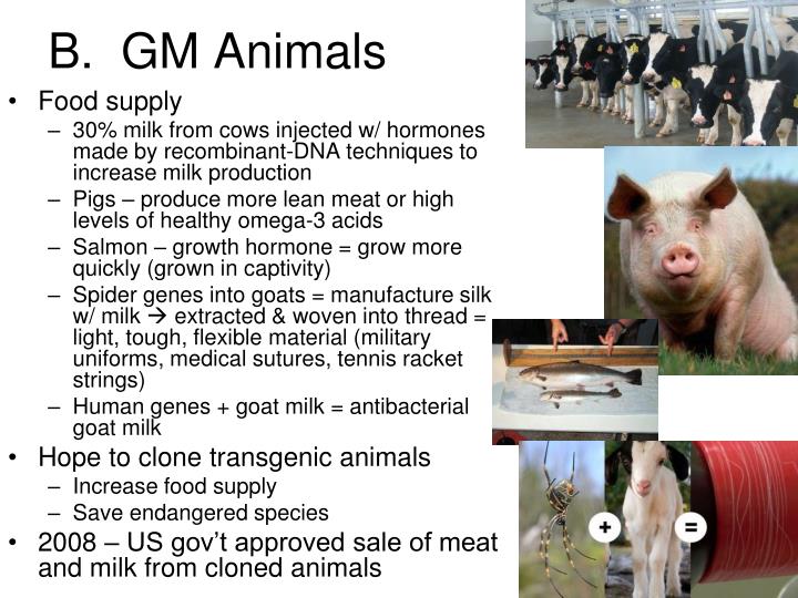 gm animals Genetically modified animal feed does gm animal feed have to be labelled any animal feed that contains more than 09 % of an approved gm ingredient or derivative. gm animals Genetically modified animal feed does gm animal feed have to be labelled any animal feed that contains more than 09 % of an approved gm ingredient or derivative.