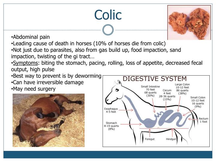 PPT Equine Parasitology PowerPoint Presentation ID1398101