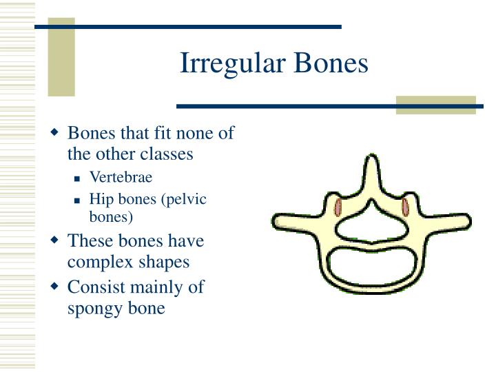 shape of irregular bones