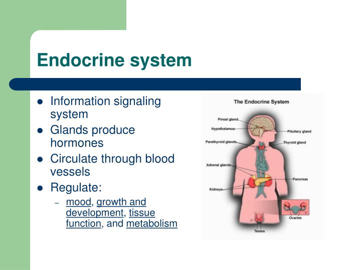 Ppt Endocrine System Nervous System And Homeostatic Control