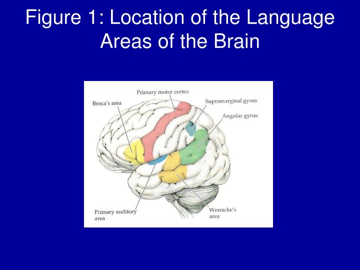 the role of language and reason Etymology and related words in the english language and other modern european languages, reason, and related words, represent words which have always been used to. the role of language and reason Etymology and related words in the english language and other modern european languages, reason, and related words, represent words which have always been used to.