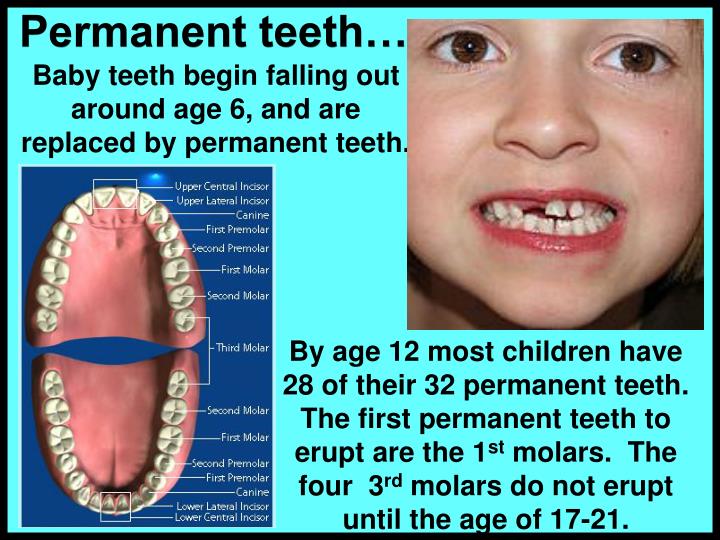 PPT Teeth &amp; gums PowerPoint Presentation ID1411892