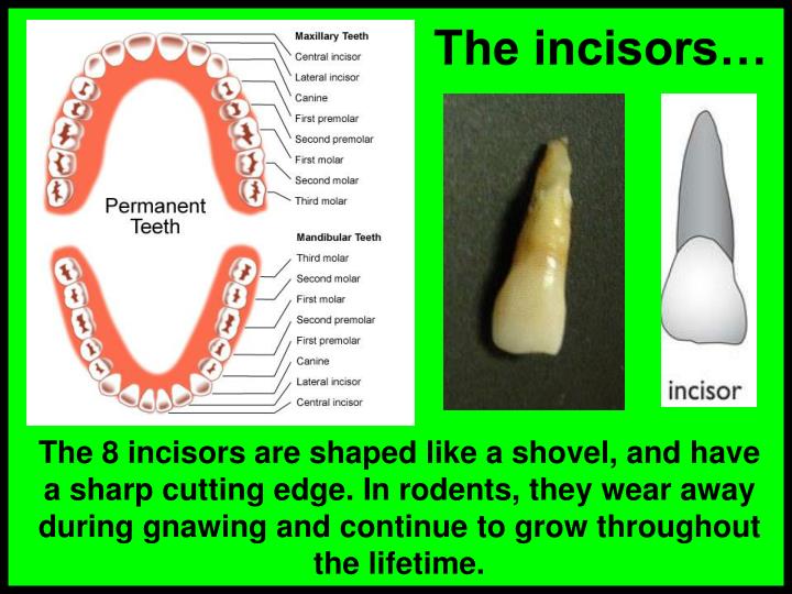 PPT Teeth & gums PowerPoint Presentation ID1411892