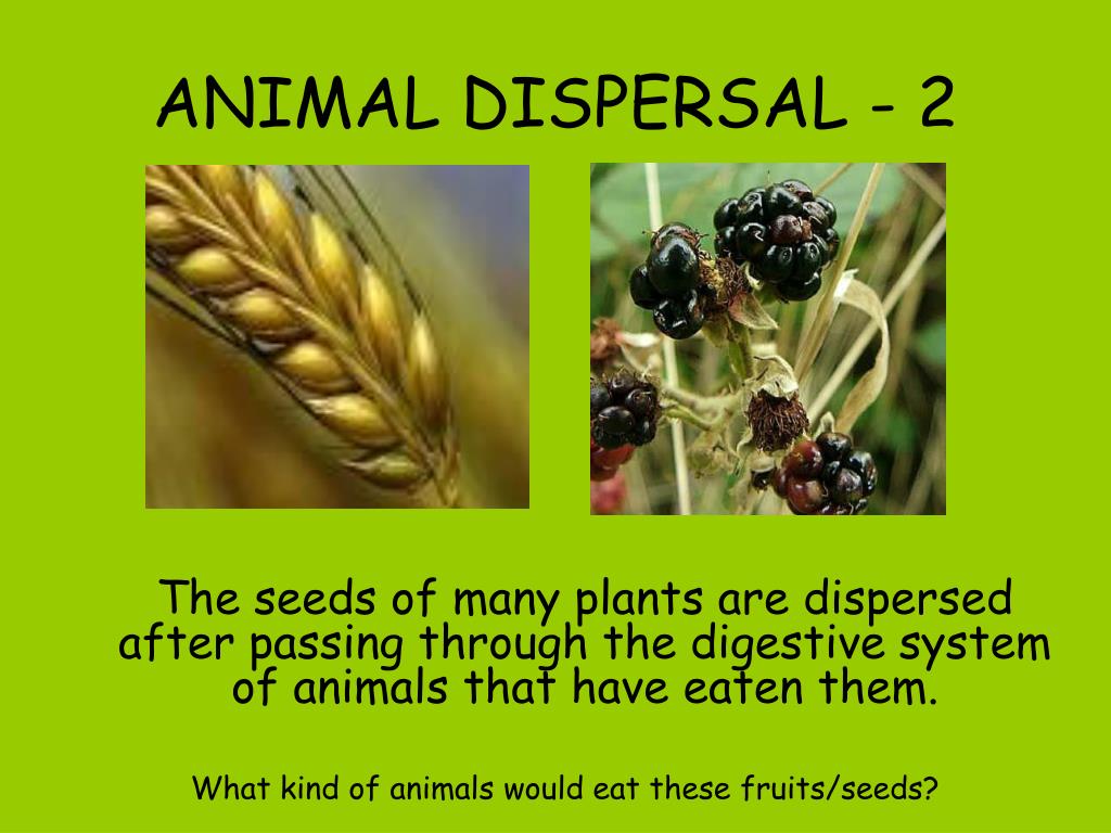 ppt-seed-dispersal-how-does-it-happen-powerpoint-presentation-id