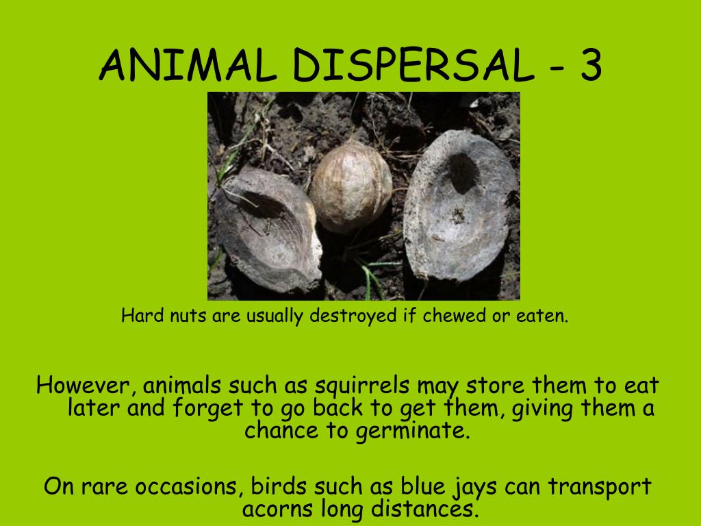 ppt-seed-dispersal-how-does-it-happen-powerpoint-presentation-id