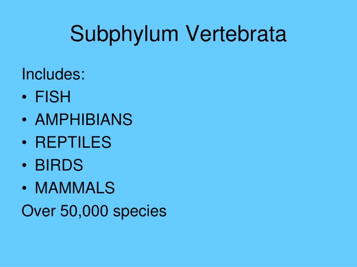 vertebrata subphylum