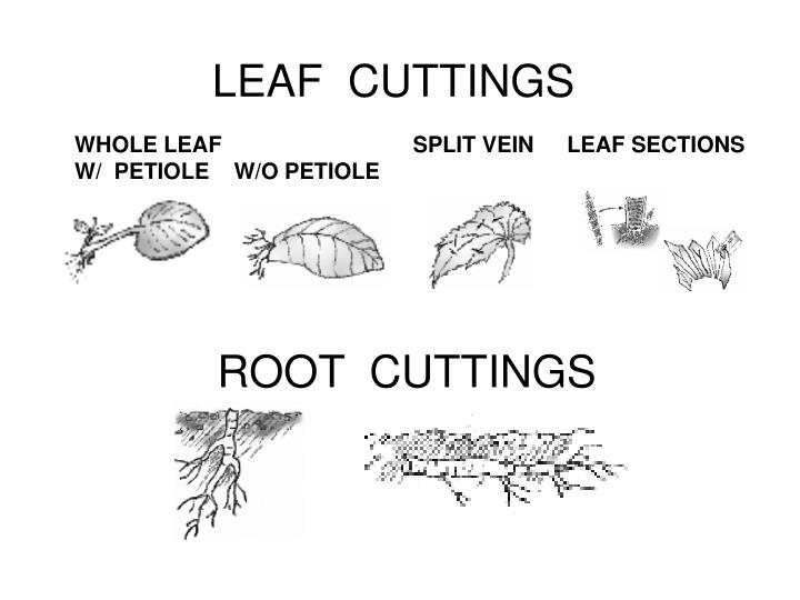 propogating trees by leaf tip cutting