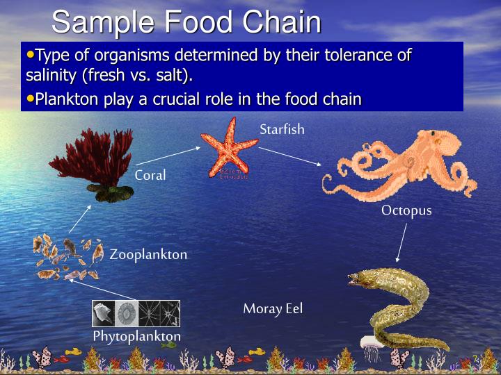Biomes: Global Patterns of Life PowerPoint Presentation Biology Diagrams
