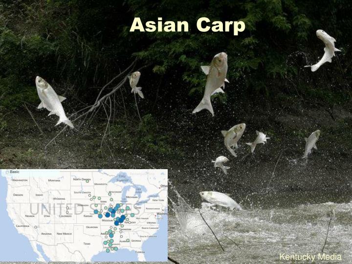 Asian carp: how one fish could ruin the Great Lakes