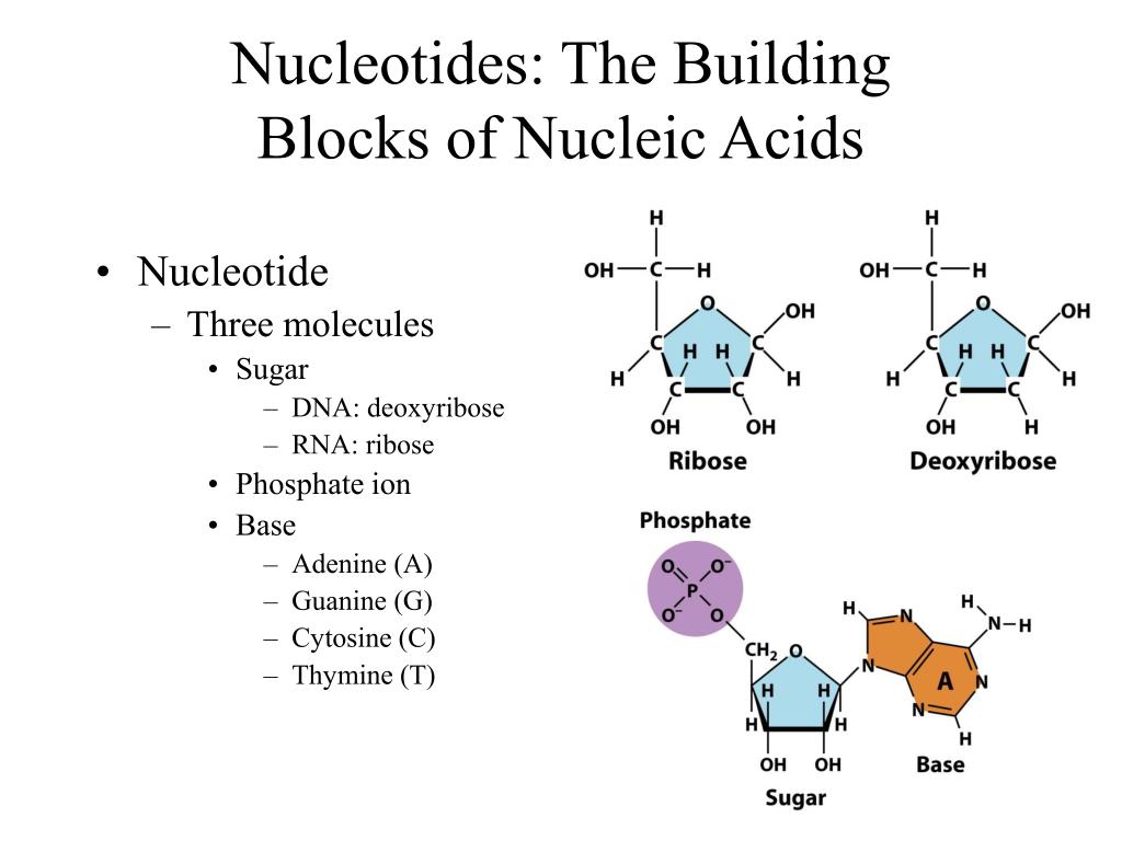 building blocks of dna and rna